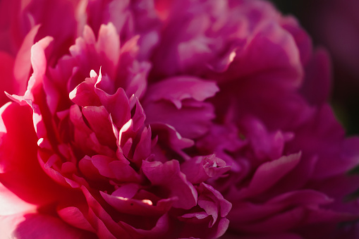 Close up of pretty pink peonies