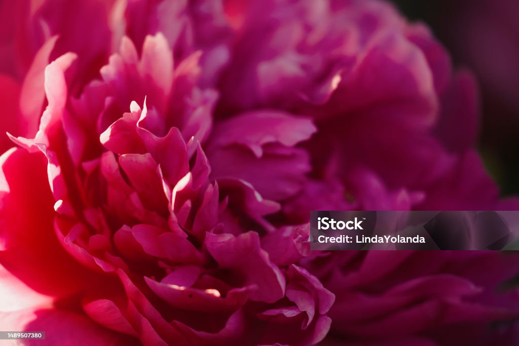 Peony in Full Bloom A close up of beautiful peony in full bloom. Bush Stock Photo