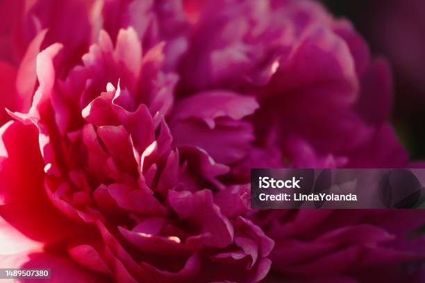 Peony In Full Bloom Stock Photo - Download Image Now - Bush, Peony, Beauty