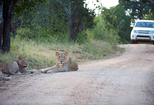 Lions resting by the roadside, Majete Wildlife Reserve, Malawi, Africa. Malawi, the landlocked country in southeastern Africa, is a country of highlands split by the Great Rift Valley and the huge Lake Malawi, whose southern end is within Lake Malawi National Park and several other parks are now habitat for diverse wildlife from colorful fish to the Big Five. Cape Maclear is known for its beach resorts, whilst several islands offer rest and recreation.