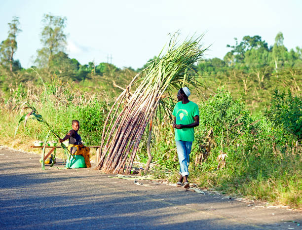 Sugar cane sales by the roadside, near Lilongwe, Malawi, Africa. stock photo