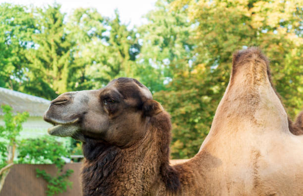 ritratto di profilo di un cammello sullo sfondo della fauna selvatica. dromedar cammina nel parco sul prato - camel smiling israel animal foto e immagini stock