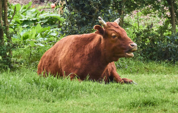 Ginger cow on green meadow, full body. stock photo
