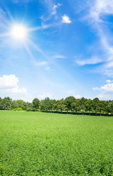 поле с зеленой люцерной и ярким солнцем в голубом небе. вертикальное фото. - clover field blue crop стоковые фото и изображения