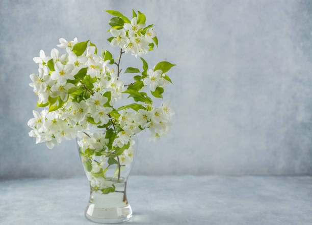 istock a sprig of a blooming apple tree in a glass vase on a light background 1489511129