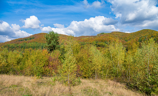 Autumn forest and mountains. Beautiful autumnal landscape in the forest
