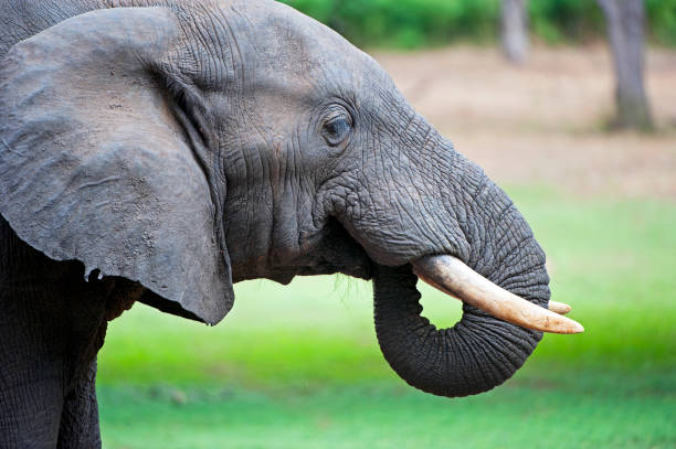 istock Elephant drinking in profile, Majete Wildlife Reserve, Malawi, Africa 1489512098