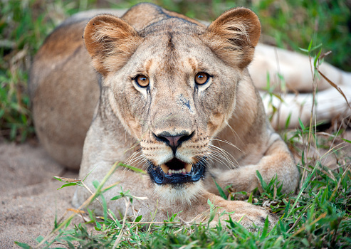 Lion (Panthera leo), a majestic and iconic big cat species native to Africa and Asia.