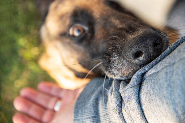 istock Dog bites a man's hand. 1489514460