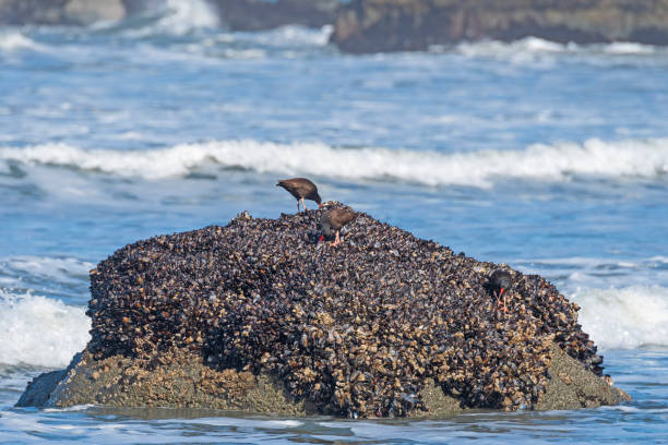 Black Oystercatchers Feeding on Oysters in Trinidad Beach State Park in California