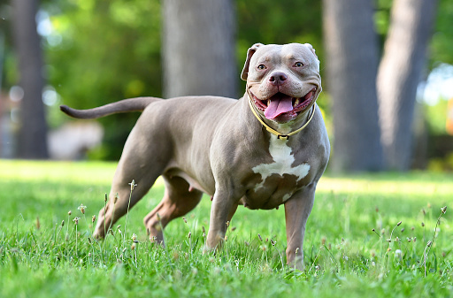 Strong american bully dog