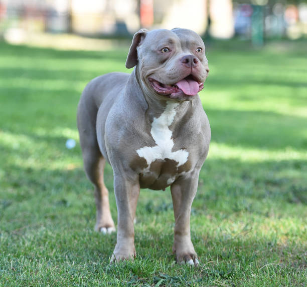 istock A strong and beautiful american bully dog 1489514909