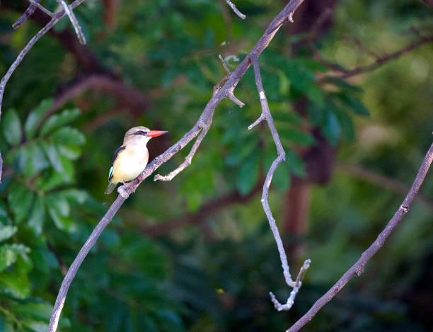 Brown Hooded Kingfisher, Lake Malawi, Africa Malawi, the landlocked country in southeastern Africa, is a country of highlands split by the Great Rift Valley and the huge Lake Malawi, whose southern end is within Lake Malawi National Park and several other parks are now habitat for diverse wildlife from colorful fish to the Big Five. Cape Maclear is known for its beach resorts, whilst several islands offer rest and recreation. safari animals lion road scenics stock pictures, royalty-free photos & images