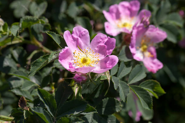 istock pink rosehip flowers during flowering, wild rose 1489515266