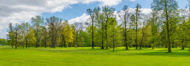 istock green forest on a beautiful sunny day 1489515275