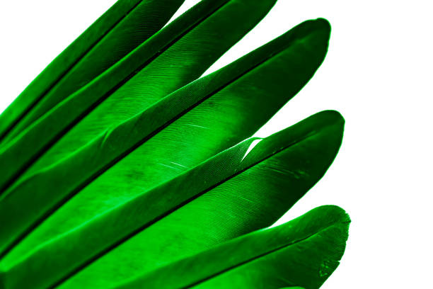 Peacock tail feather