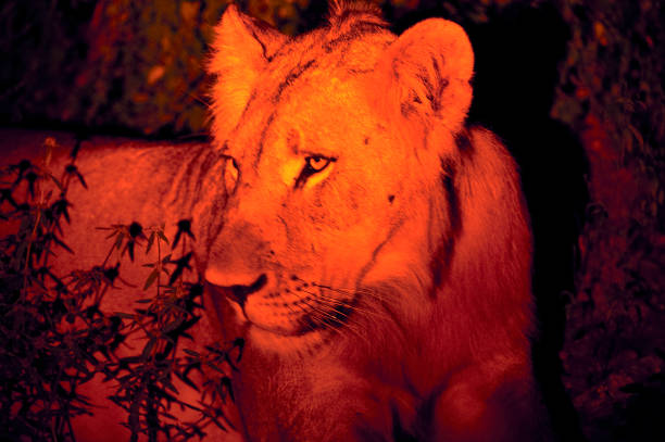 Lion behavior at night in Majete Wildlife Reserve, Malawi, Africa Lion behavior in Majete Wildlife Reserve. Malawi, the landlocked country in southeastern Africa, is a country of highlands split by the Great Rift Valley and the huge Lake Malawi, whose southern end is within Lake Malawi National Park and several other parks are now habitat for diverse wildlife from colorful fish to the Big Five. Cape Maclear is known for its beach resorts, whilst several islands offer rest and recreation. safari animals lion road scenics stock pictures, royalty-free photos & images