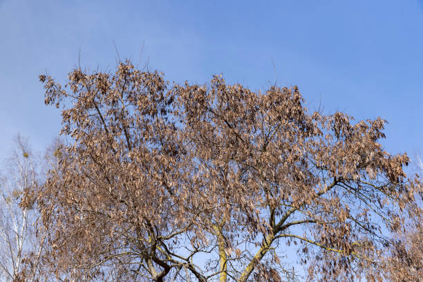 istock Maple tree branches in the park in spring sunny weather 1489515581