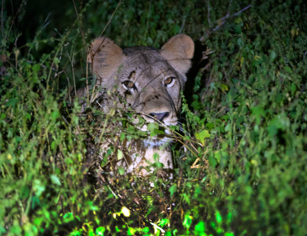 Lion at night - one of the Big Five at Majete Wildlife Reserve, Malawi, Africa Lion - one of the Big Five at Majete. Malawi, the landlocked country in southeastern Africa, is a country of highlands split by the Great Rift Valley and the huge Lake Malawi, whose southern end is within Lake Malawi National Park and several other parks are now habitat for diverse wildlife from colorful fish to the Big Five. Cape Maclear is known for its beach resorts, whilst several islands offer rest and recreation. safari animals lion road scenics stock pictures, royalty-free photos & images