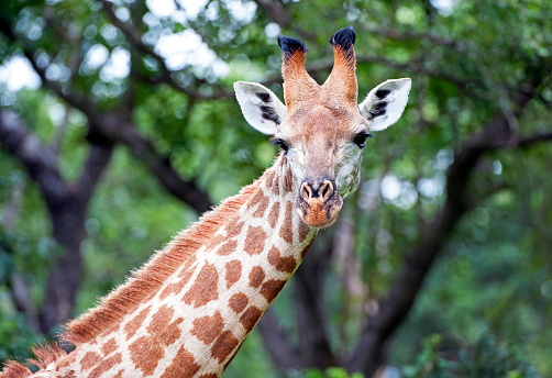 A Group of Southern Giraffe seen on a safari in South Africa