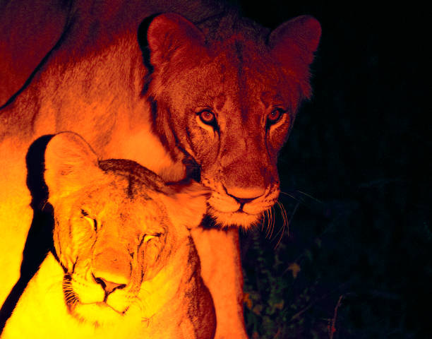 Lion behavior up close at night in Majete Wildlife Reserve, Malawi, Africa Lion behavior in Majete Wildlife Reserve. Malawi, the landlocked country in southeastern Africa, is a country of highlands split by the Great Rift Valley and the huge Lake Malawi, whose southern end is within Lake Malawi National Park and several other parks are now habitat for diverse wildlife from colorful fish to the Big Five. Cape Maclear is known for its beach resorts, whilst several islands offer rest and recreation. safari animals lion road scenics stock pictures, royalty-free photos & images