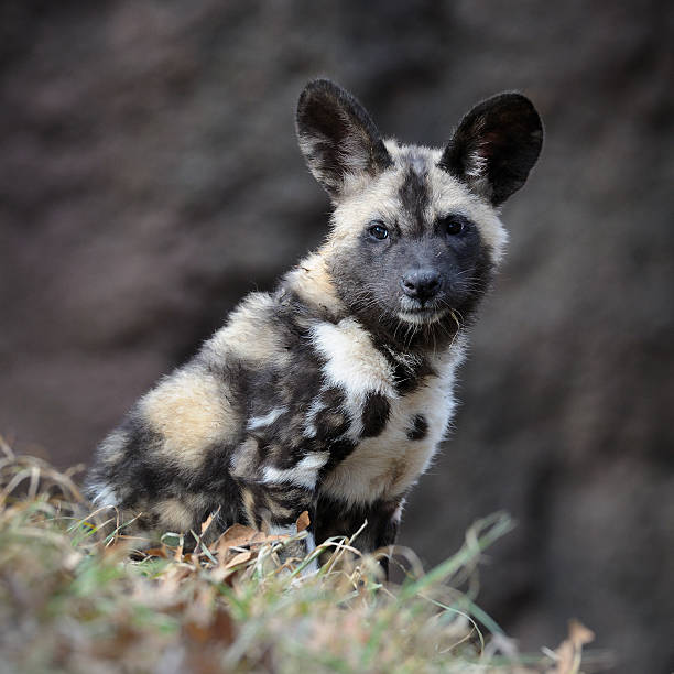 istock African wild dog pup 148951647