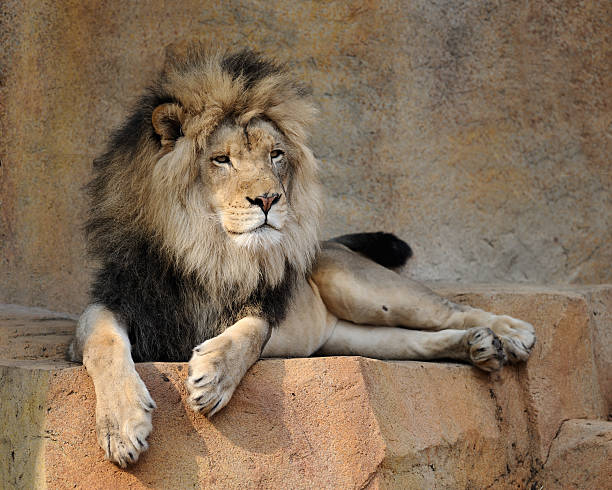 istock Male African lion 148951649