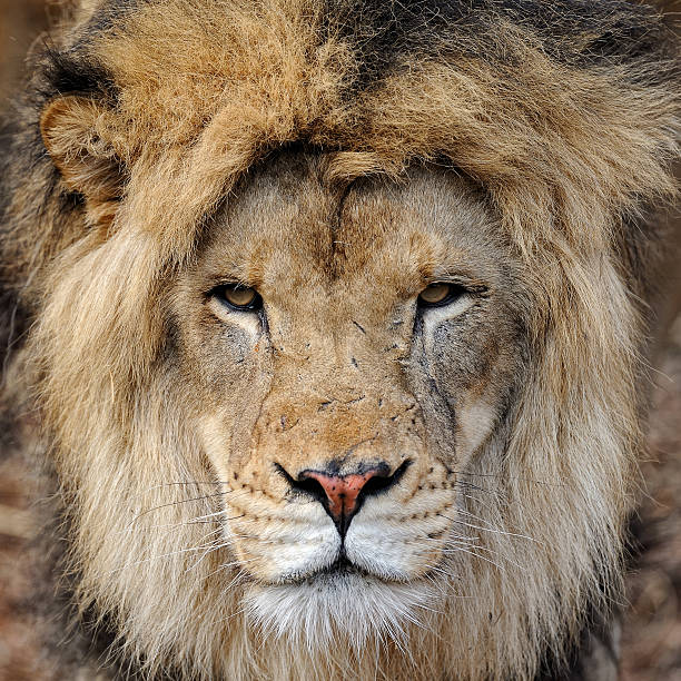 Close up view on old lion's portrait, black and white