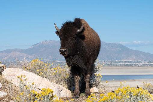 wild american bison in yellowstone national park