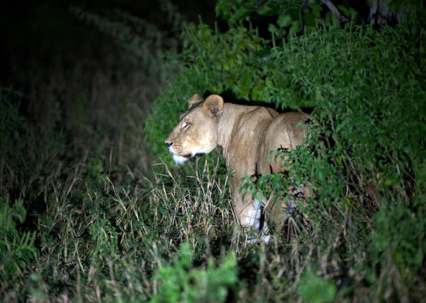 Lioness at night - one of the Big Five at Majete Wildlife Reserve, Malawi, Africa Lion - one of the Big Five at Majete. Malawi, the landlocked country in southeastern Africa, is a country of highlands split by the Great Rift Valley and the huge Lake Malawi, whose southern end is within Lake Malawi National Park and several other parks are now habitat for diverse wildlife from colorful fish to the Big Five. Cape Maclear is known for its beach resorts, whilst several islands offer rest and recreation. safari animals lion road scenics stock pictures, royalty-free photos & images