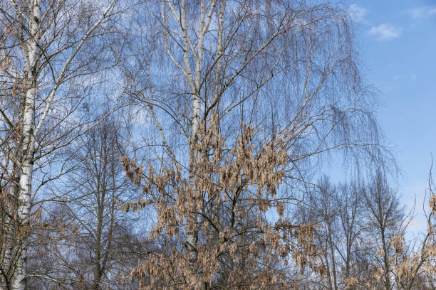 istock tall old birch during flowering and without foliage 1489517169