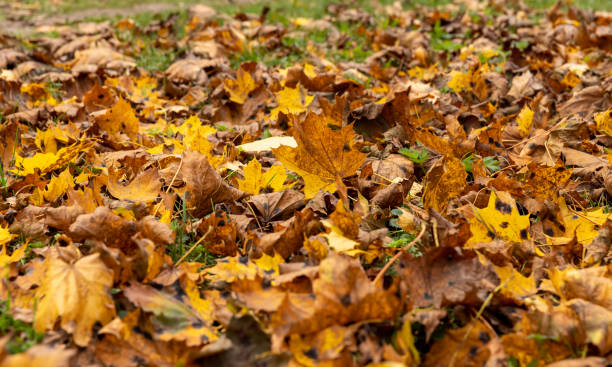 Orange maple foliage after wind and leaf fall Orange maple foliage after wind and leaf fall , different shades of yellow and orange maple foliage on the ground in cloudy weather veining stock pictures, royalty-free photos & images