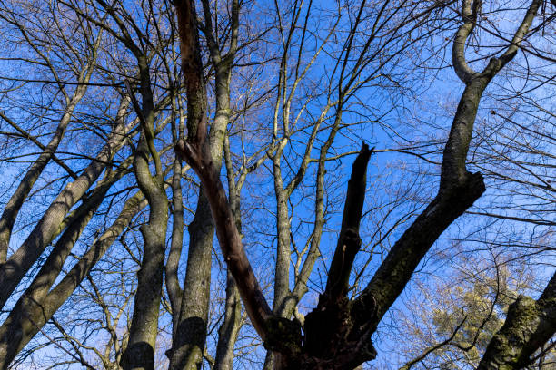 deciduous trees in the park in the spring season, the beginning of spring in the park with trees without foliage