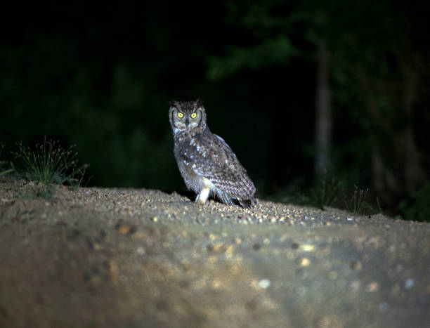 istock Spotted Eagle Owl on ground, Majete Wildlife Reserve, Malawi, Africa 1489517580