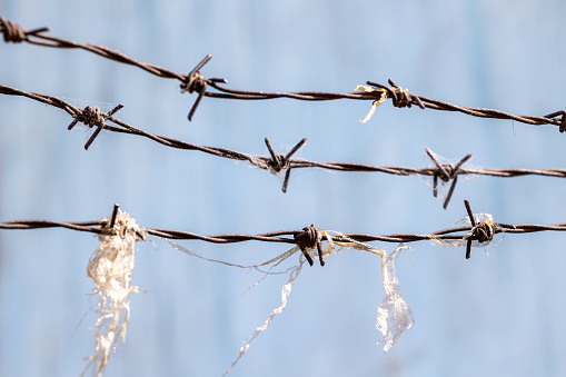 Three barbed wires with remains of plastic bags on the lower one almost isolated on blurred background
