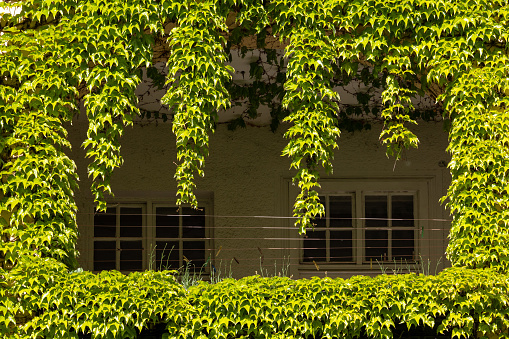 Lush ivy vines hanging from above a balcony and covering all surrounding walls