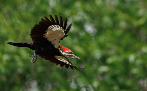 istock Pileated Woodpecker Portrait 1489519520