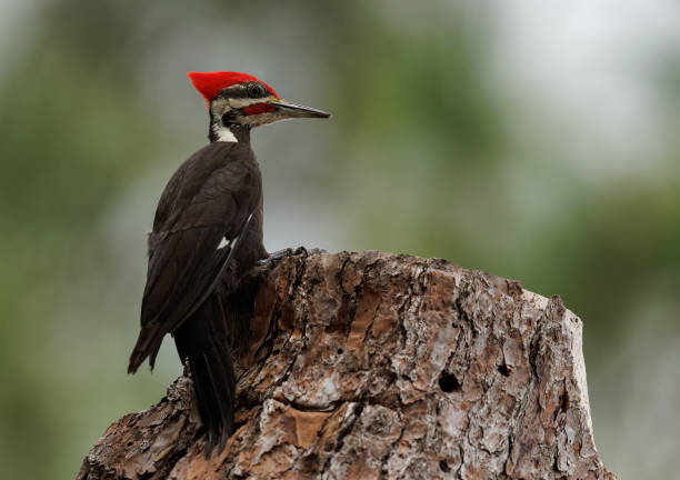 istock Pileated Woodpecker Portrait 1489519528