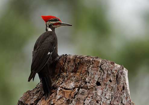 Pileated Woodpecker on a tree