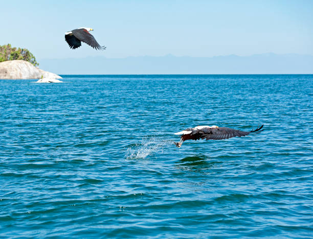 istock Fish Eagle pair hunting for fish on Lake Malawi, Malawi, Africa 1489519553