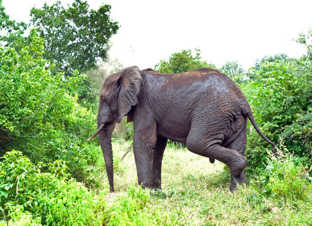 Elephant sprays dust over his shoulders, Majete Wildlife Reserve, Malawi, Africa stock photo