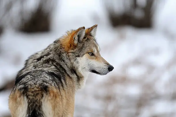 Mexican gray wolf (Canis lupus) during winter