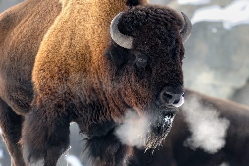 American bison (Bison bison) breathing hard in cold weather