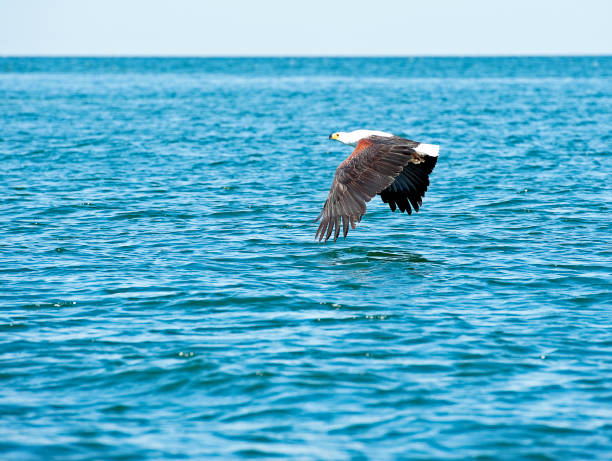 istock Fish Eagle skims water surface over Lake Malawi, Malawi, Africa 1489521398