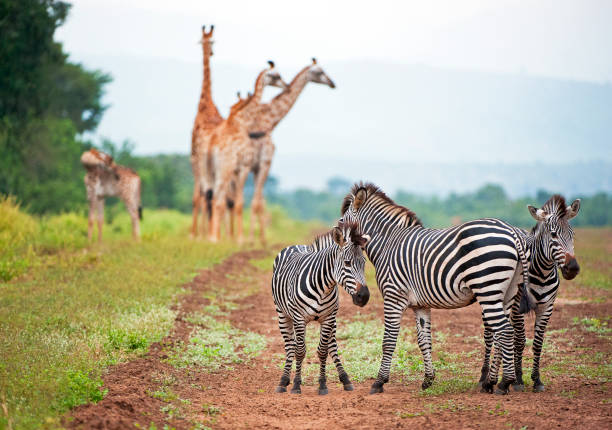 gruppo di zebre e giraffe, majete wildlife reserve, malawi, africa - republic of malawi foto e immagini stock
