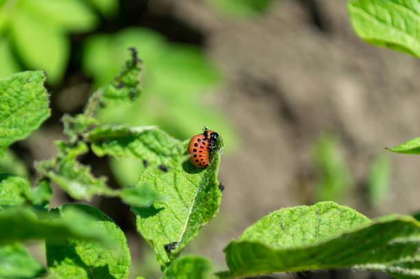 istock Colorado potato beetle on a potato plantation 1489521441