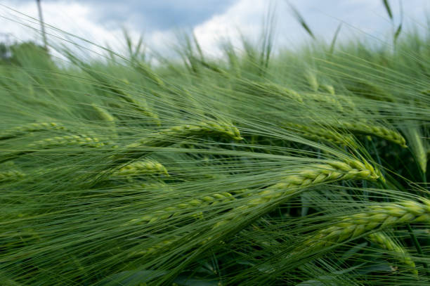 istock Green wheat stalks in the wind 1489521805