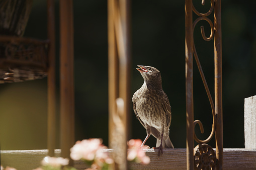 A fledgling waiting for its parent to return with food. Shot with a Canon 5D Mark lV.