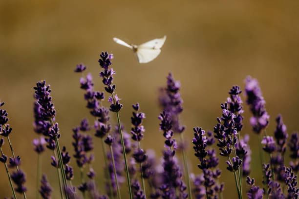 istock Cabbage Butterfly Fluttering Amongst Flowers 1489524616