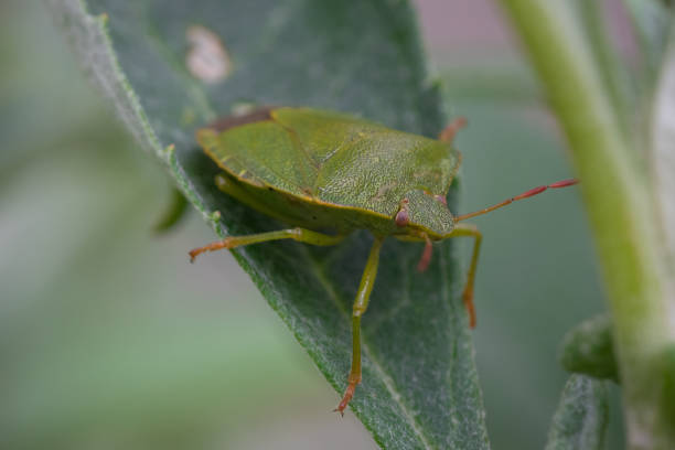 close up of a green shield bug sitting on a green leaf in spring